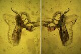 Fossil Fly (Diptera) In Baltic Amber #109513-1